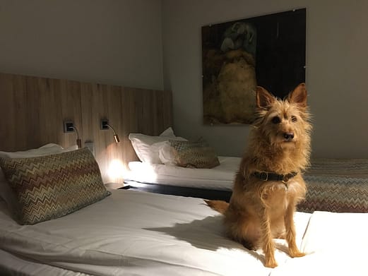 dog in hotel room